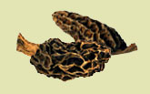 morel_photo (12K)