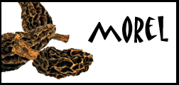 morel