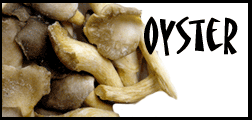 oyster