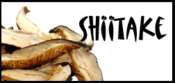 shiitake