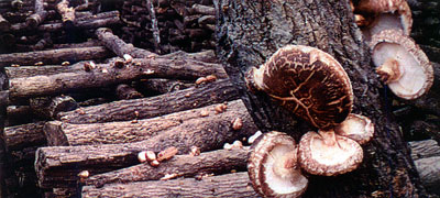 shiitake tree (35K)